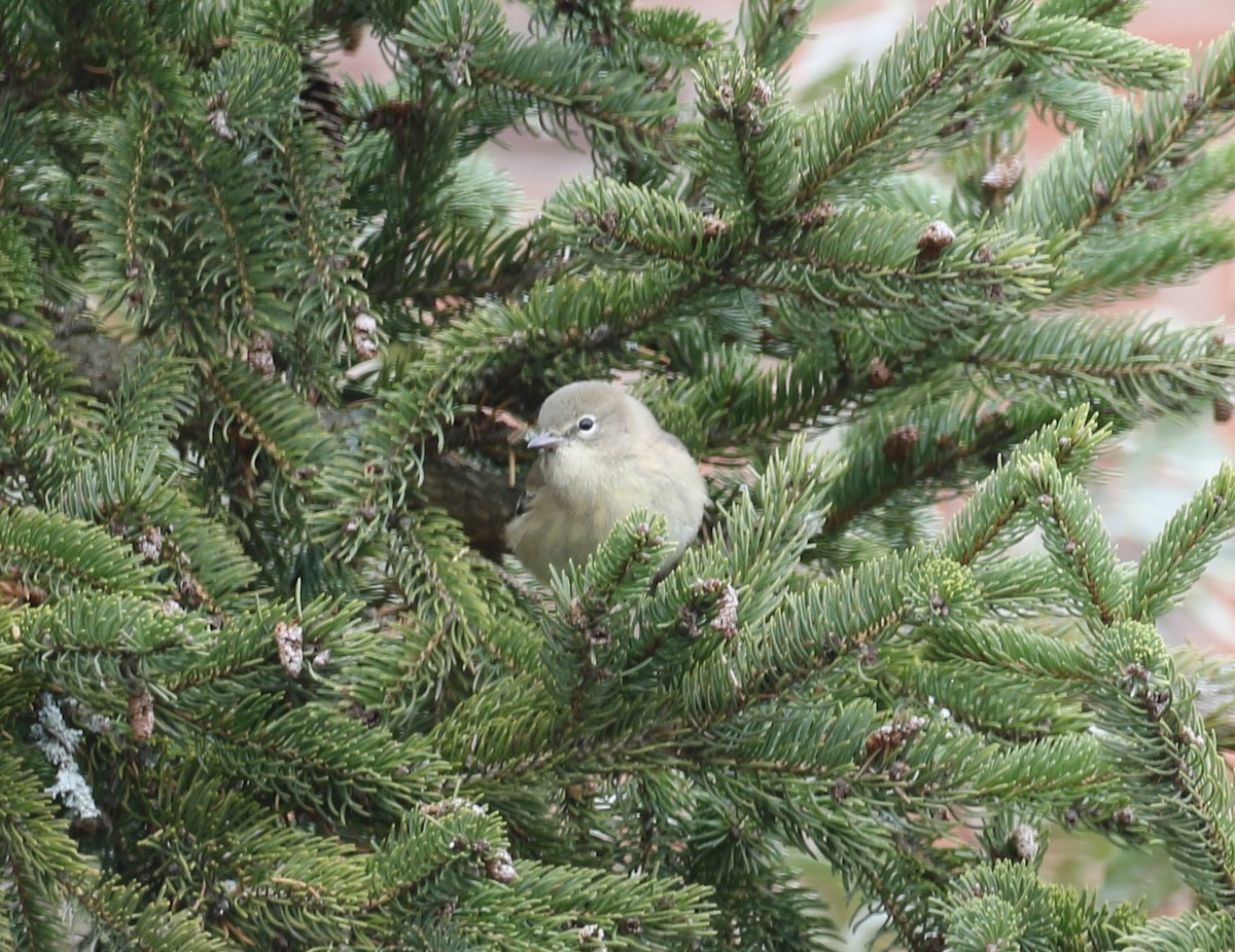 Pine Warbler - ML646461521