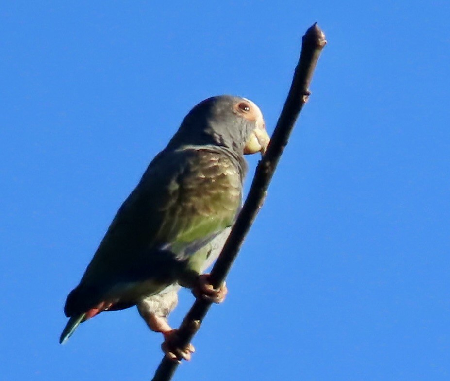 White-crowned Parrot - ML646461528