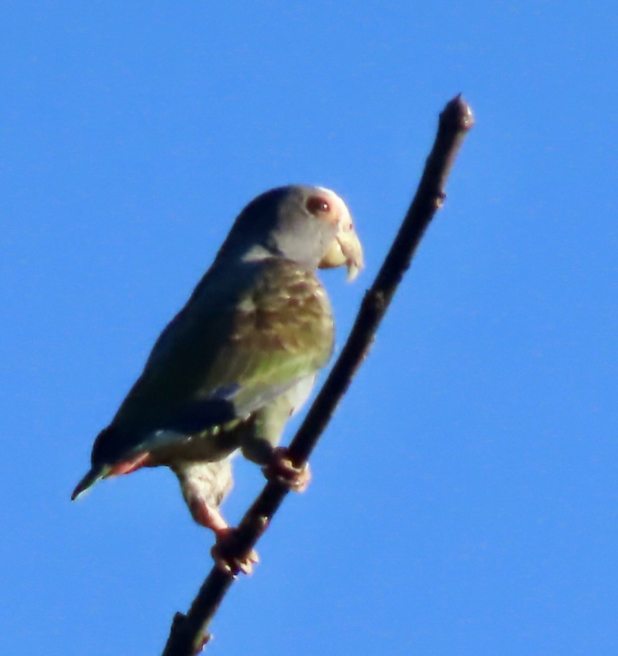 White-crowned Parrot - ML646461529