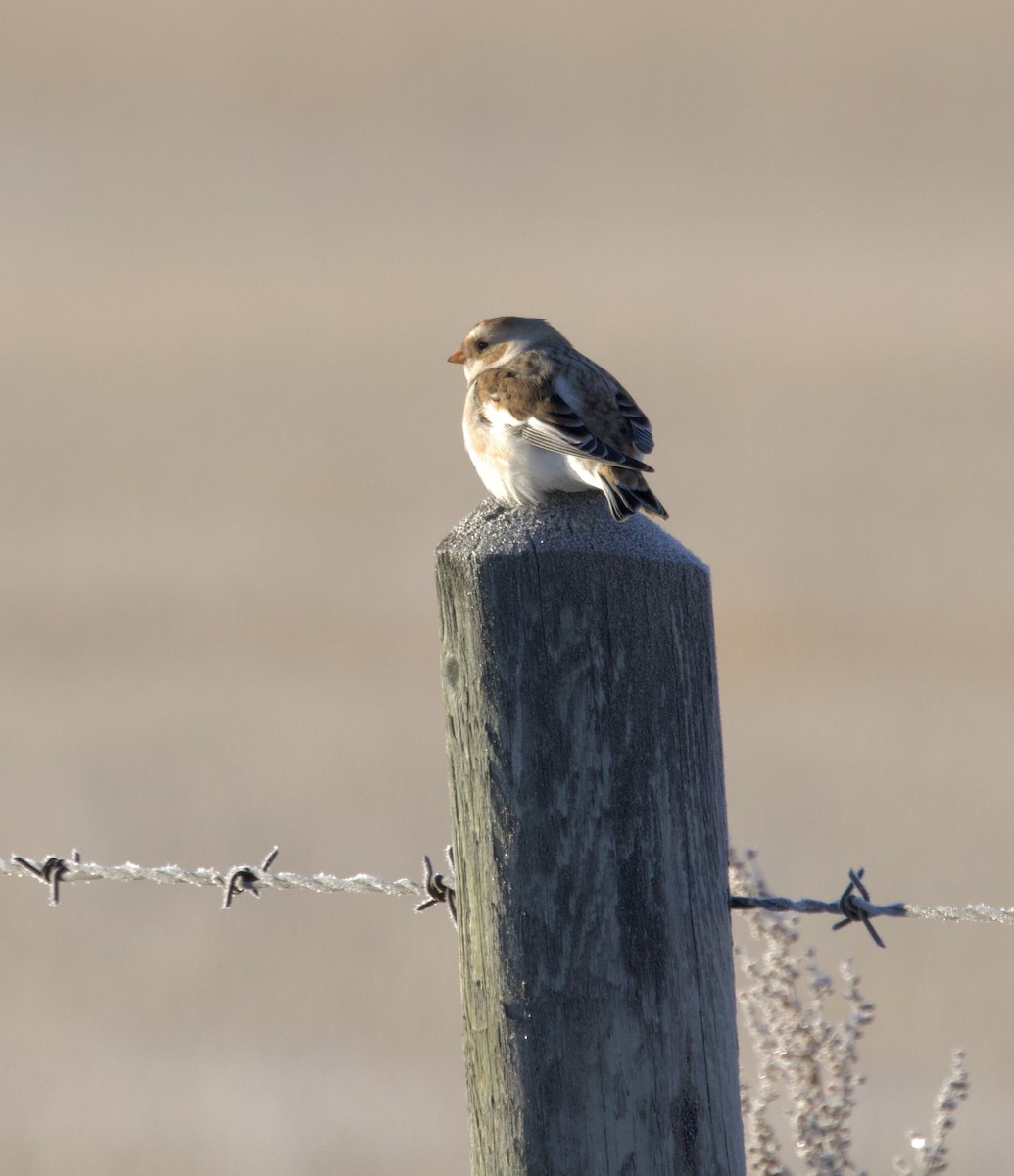 Snow Bunting - ML646461531