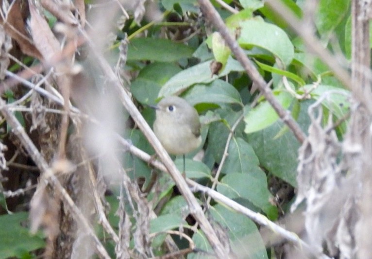 Gözlüklü Çalıkuşu - ML646461532