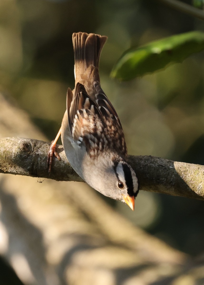 White-crowned Sparrow - ML646461533