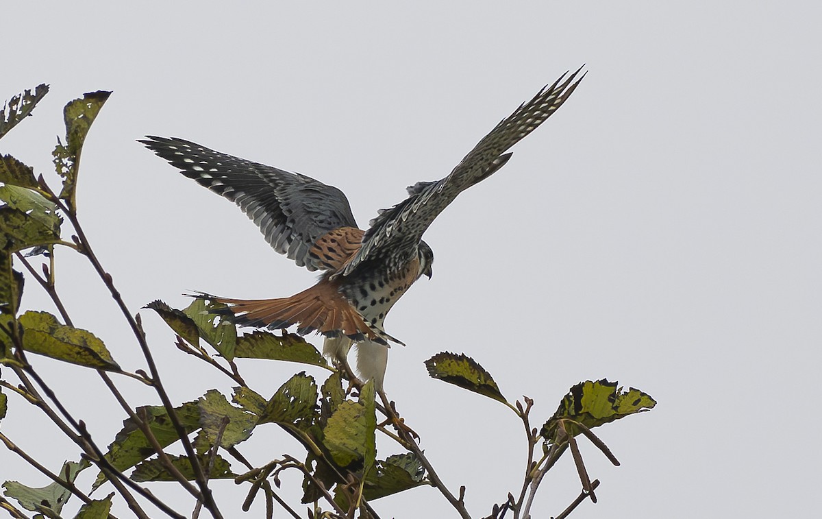 American Kestrel - ML646461538