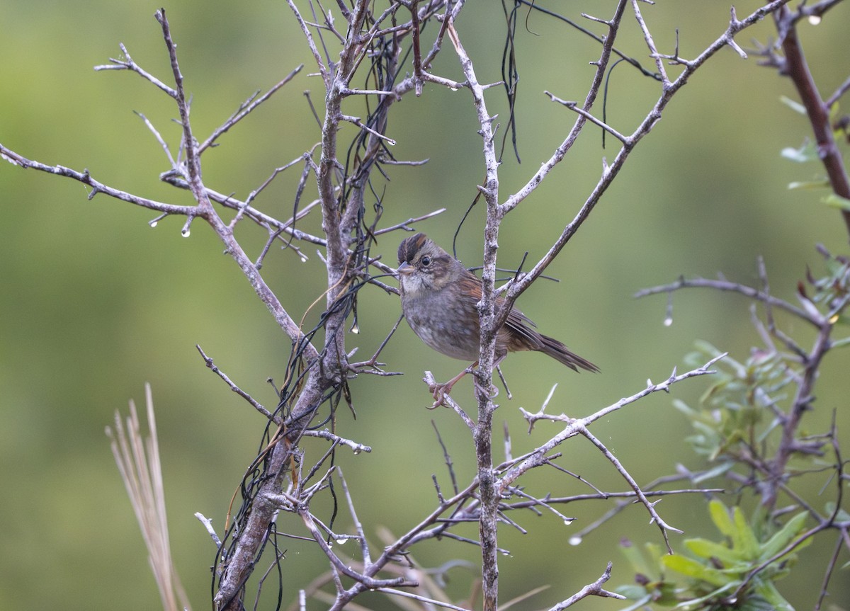Swamp Sparrow - ML646461548