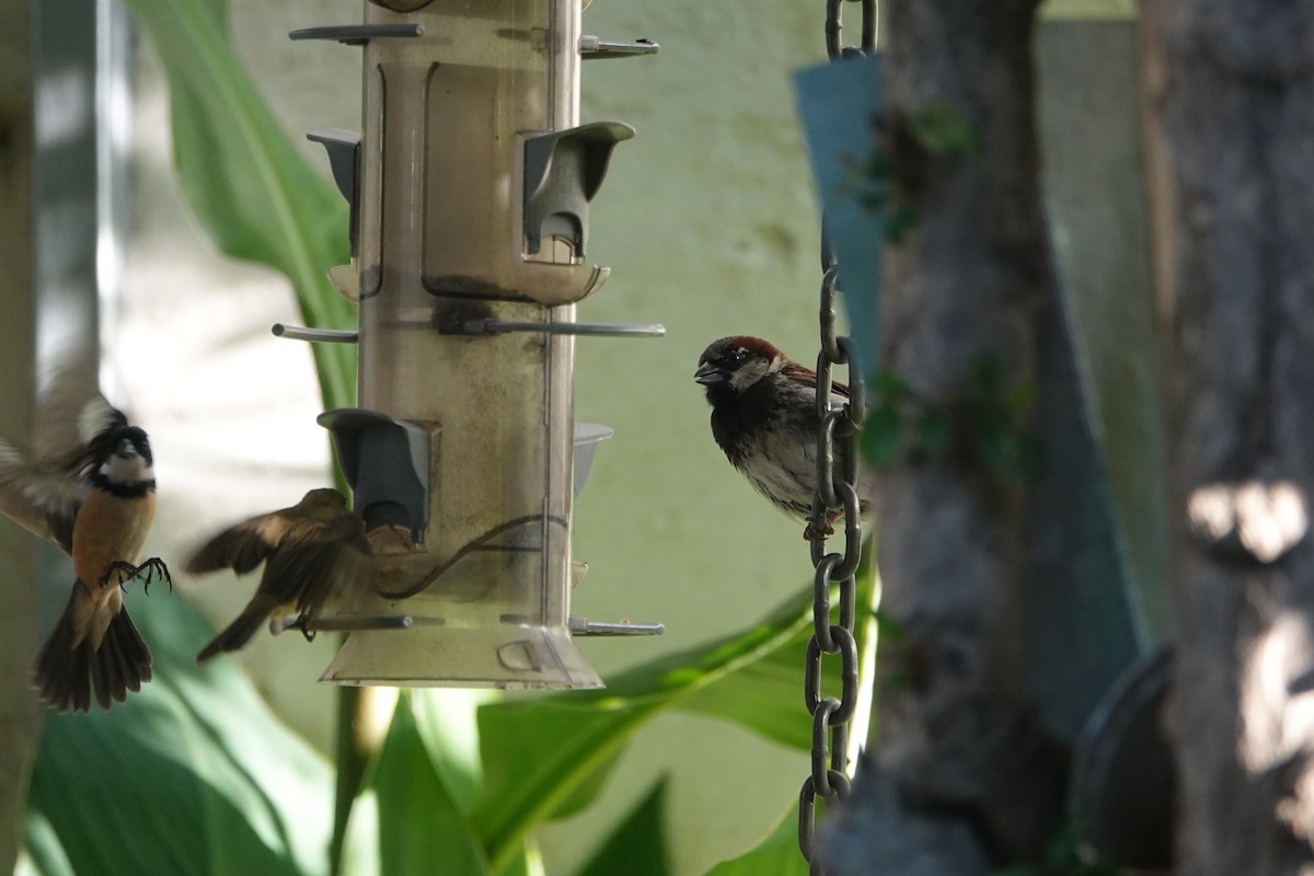 House Sparrow - ML646461549