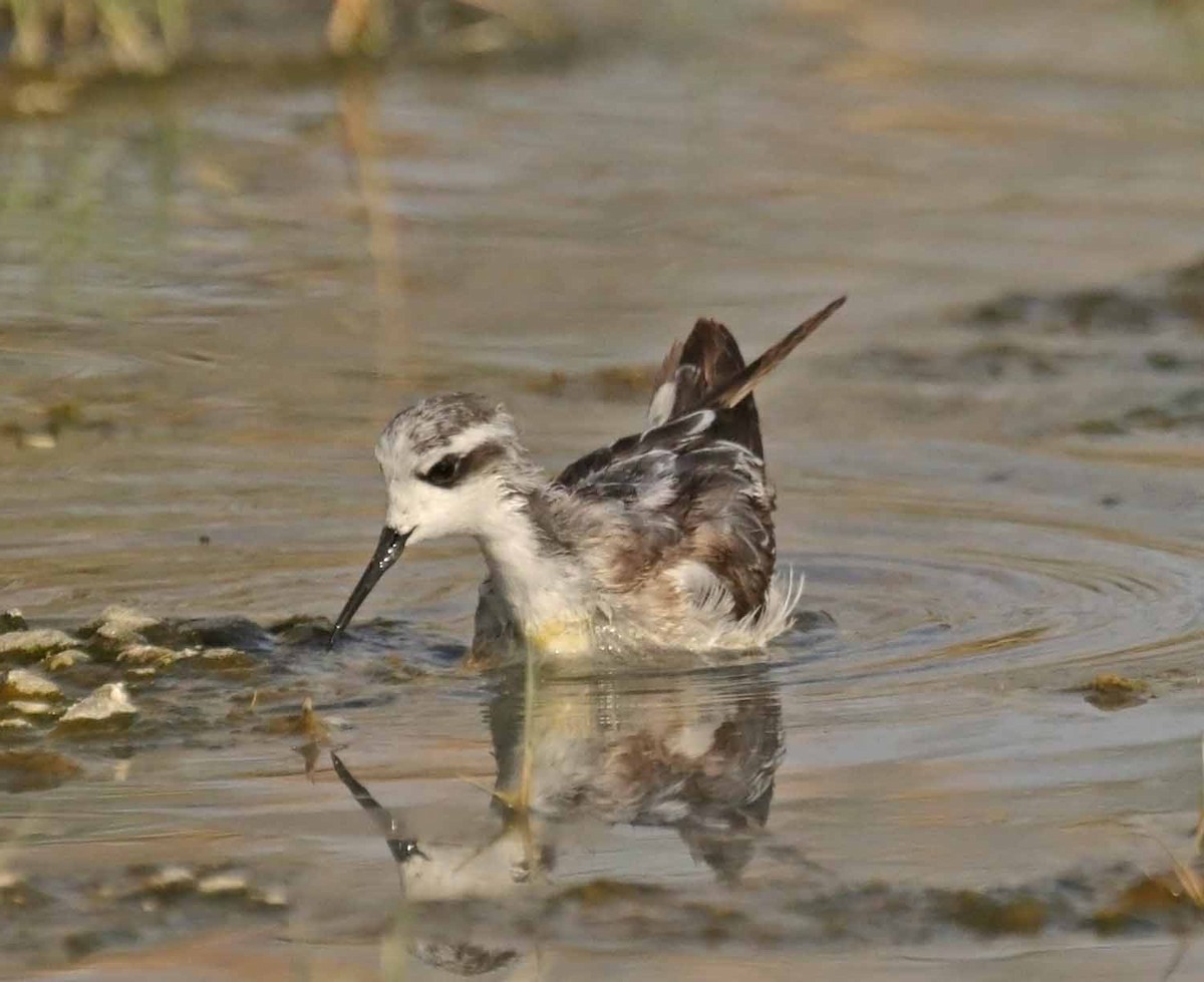 Нарийн сэлээхэй - ML646461552