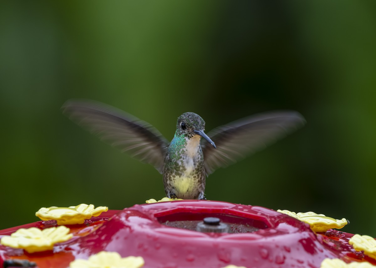 Versicolored Emerald - ML646461555