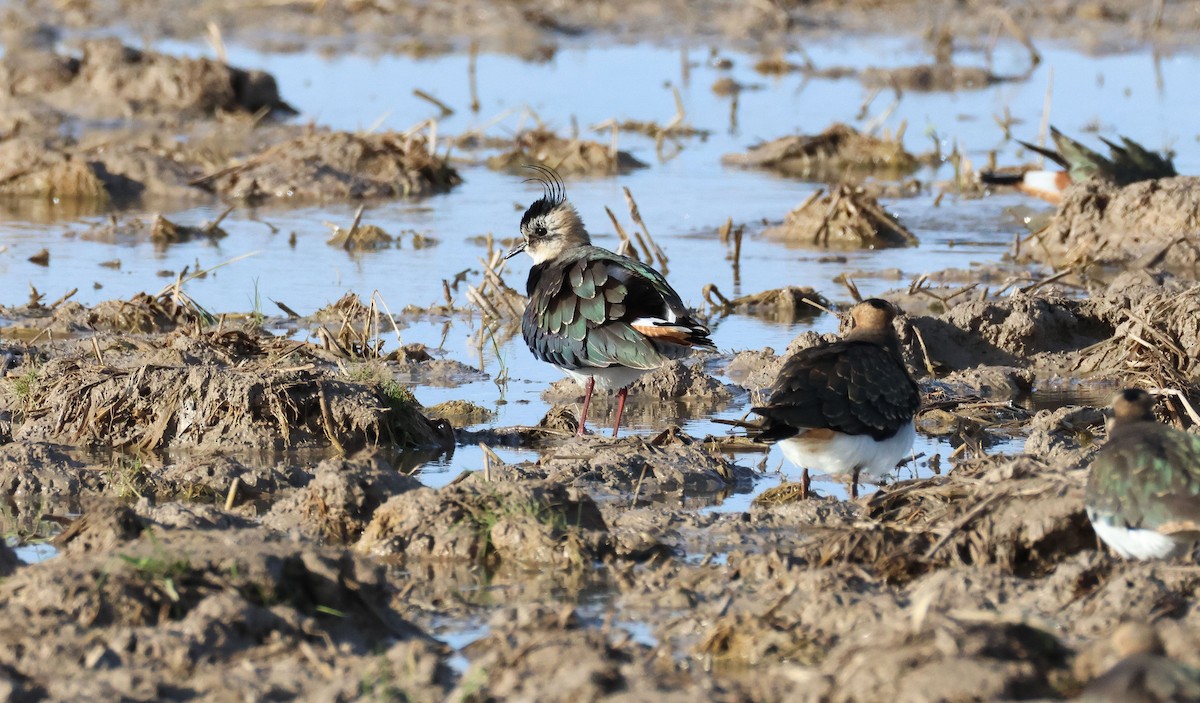 Northern Lapwing - ML646461559