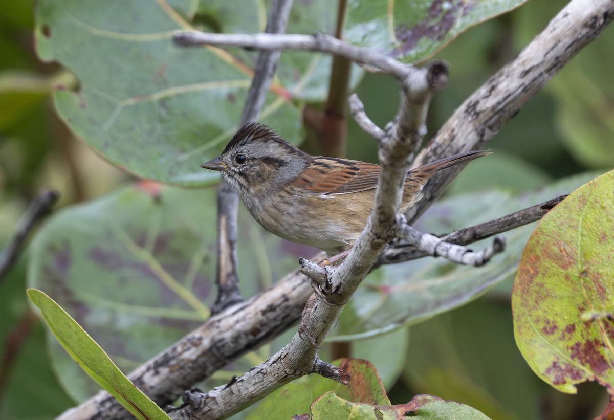 Swamp Sparrow - ML646461564