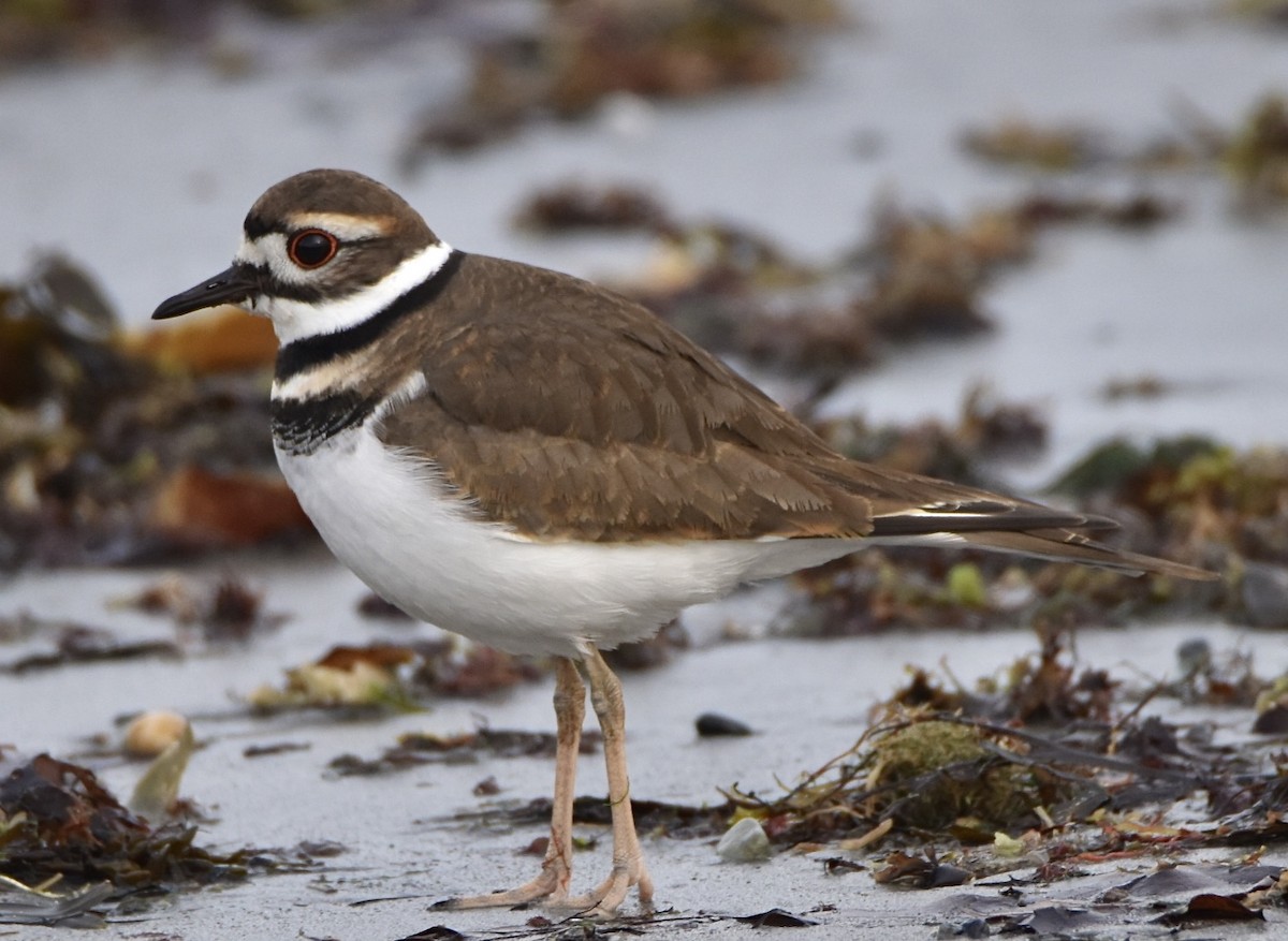 Killdeer - ML646461570