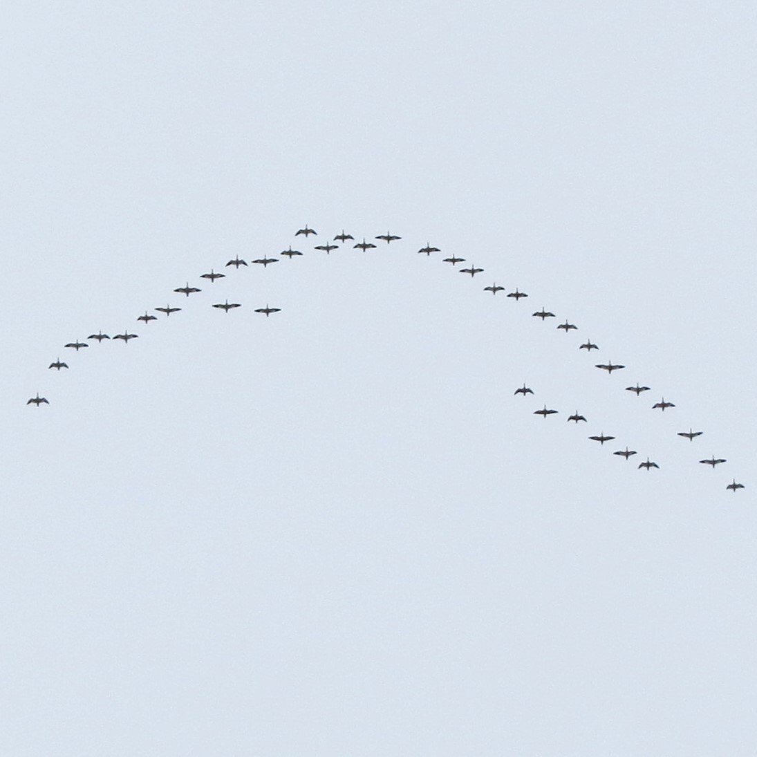 Цасны галуу - ML646461574