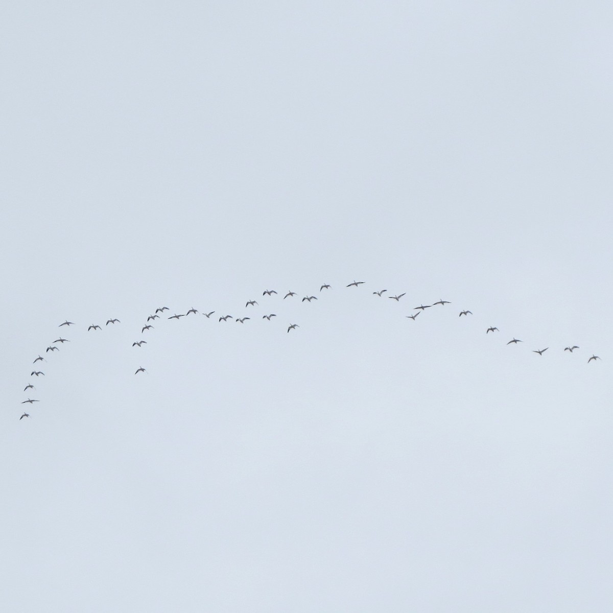 Цасны галуу - ML646461575