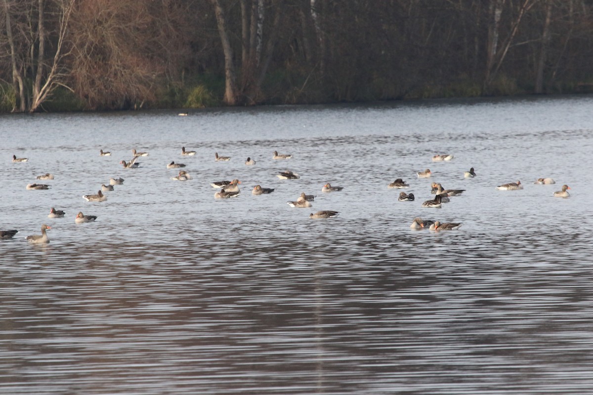 灰雁 - ML646461580