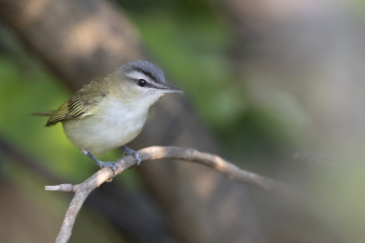 zelenáček červenooký - ML646461581