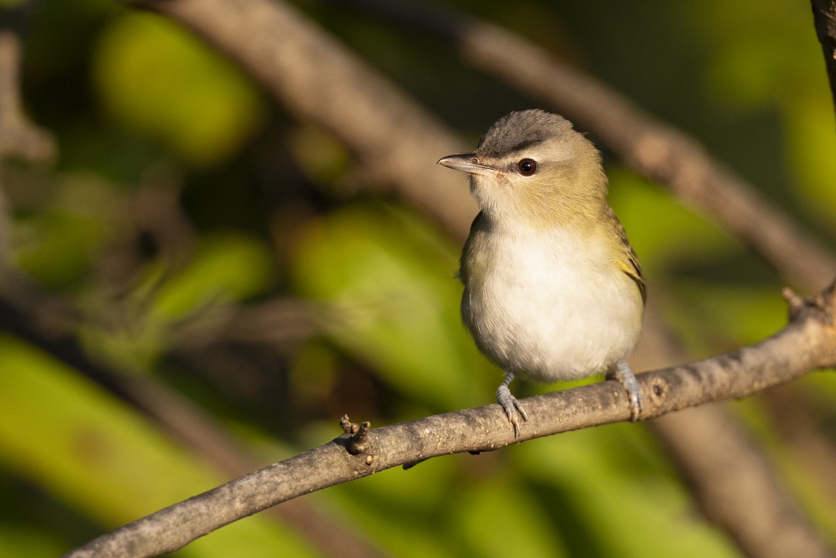 zelenáček červenooký - ML646461582
