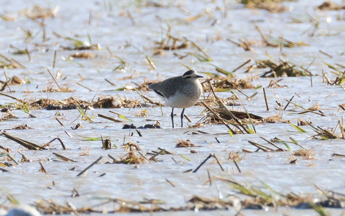 Sociable Lapwing - ML646461586