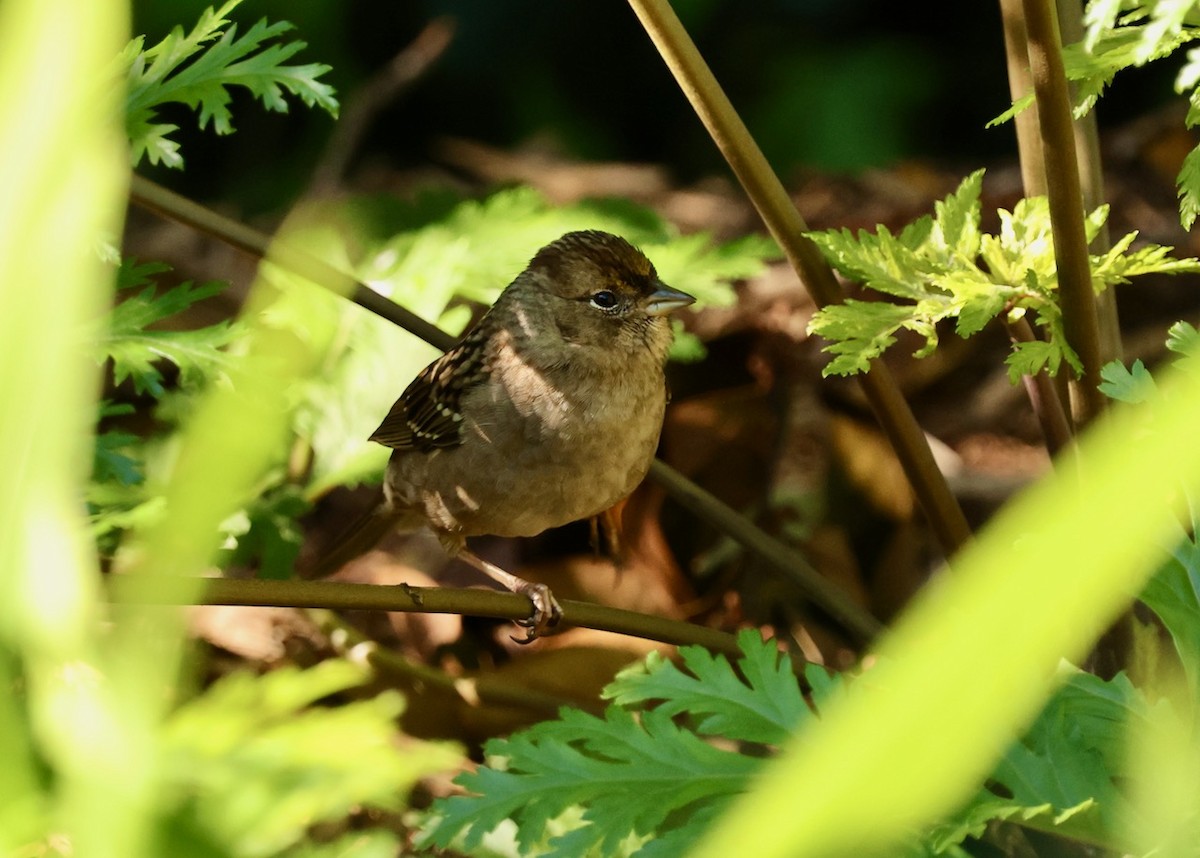 Golden-crowned Sparrow - ML646461587