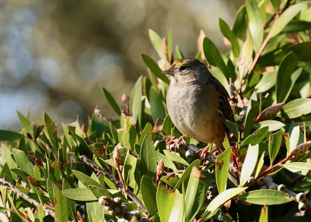 Golden-crowned Sparrow - ML646461588