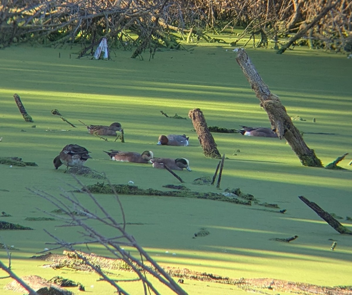 Eurasian Wigeon - ML646461589
