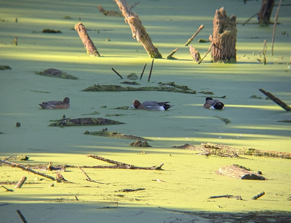 Eurasian Wigeon - ML646461590