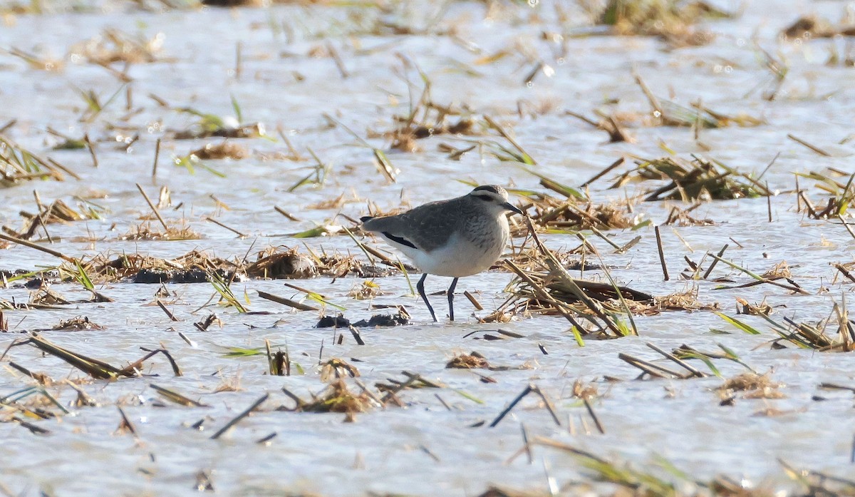 Sociable Lapwing - ML646461591