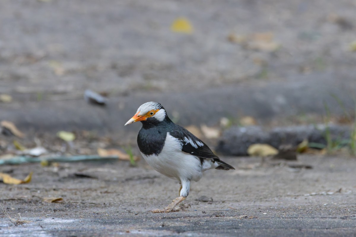 Siamese Pied Starling - ML646461592