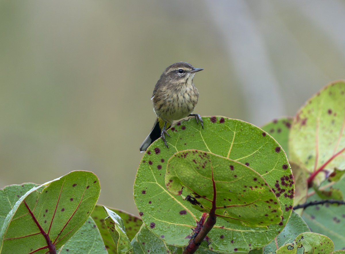 Palm Warbler - ML646461594