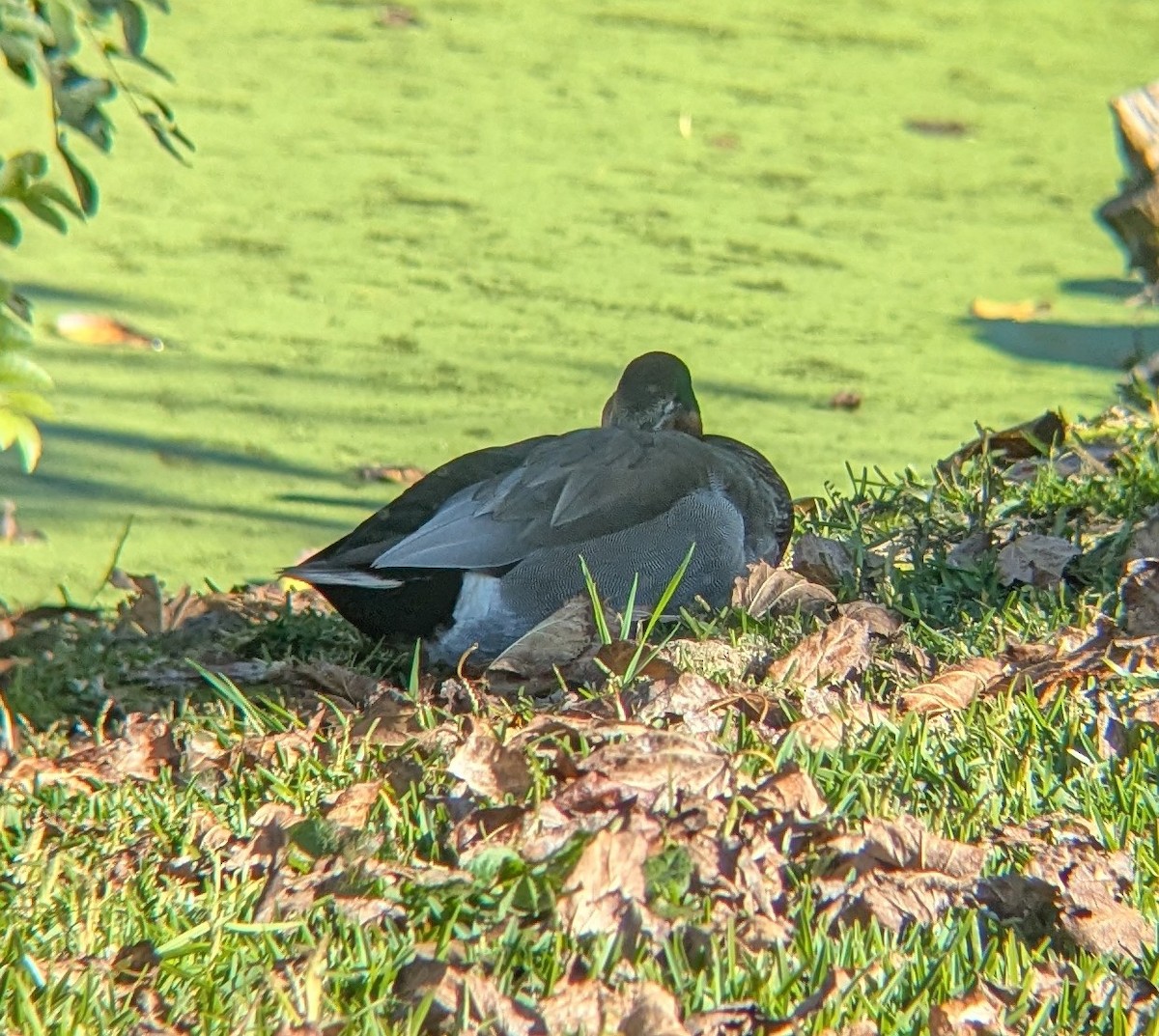 Canapiglia x Germano reale (ibrido) - ML646461595