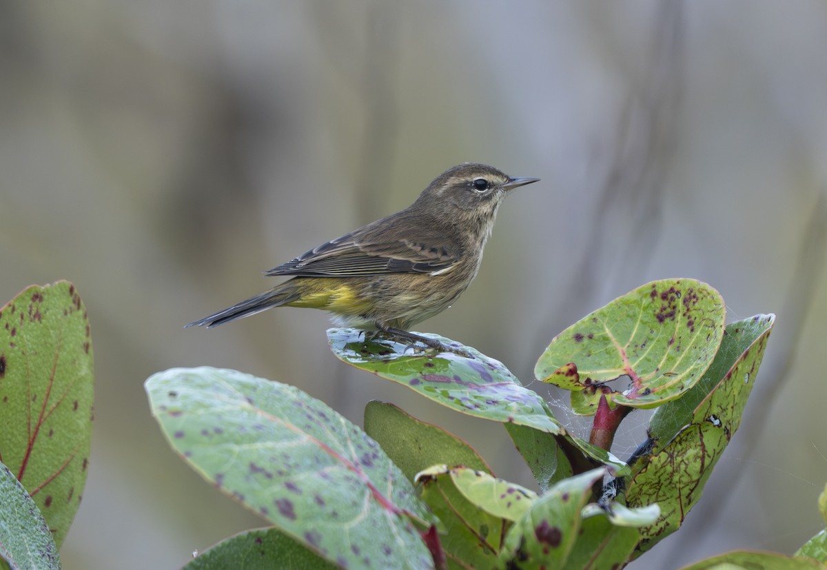 Palm Warbler - ML646461596
