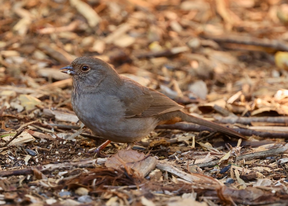 California Towhee - ML646461599