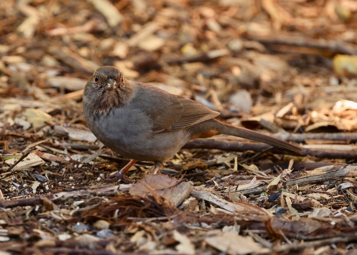California Towhee - ML646461600