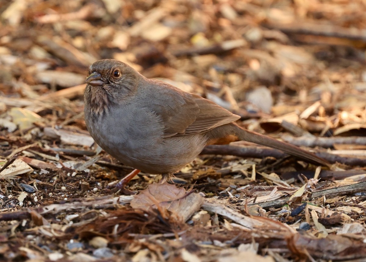 California Towhee - ML646461601