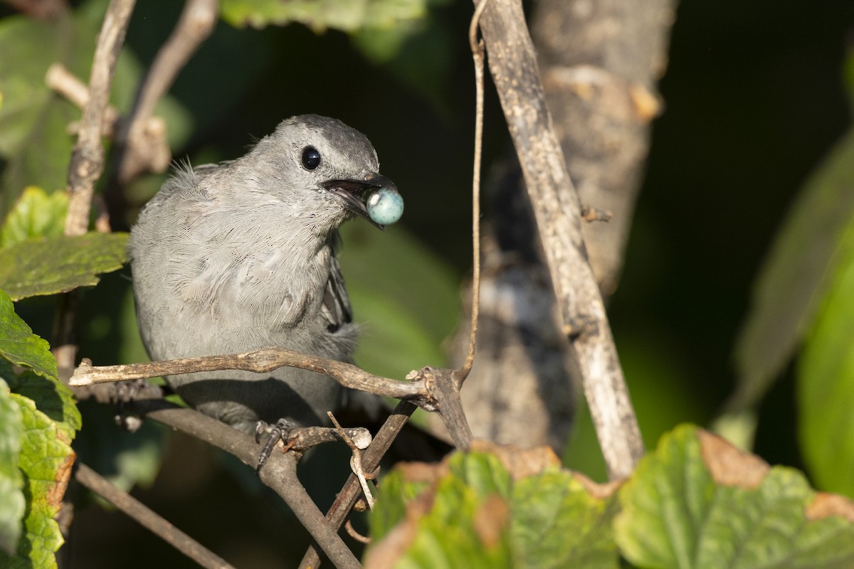 drozdec černohlavý - ML646461602