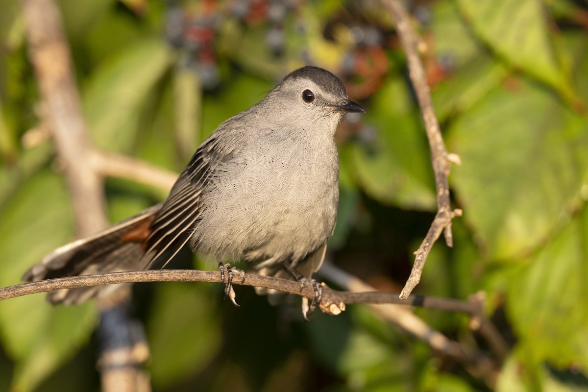 drozdec černohlavý - ML646461604