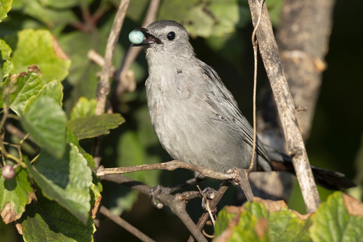 drozdec černohlavý - ML646461605