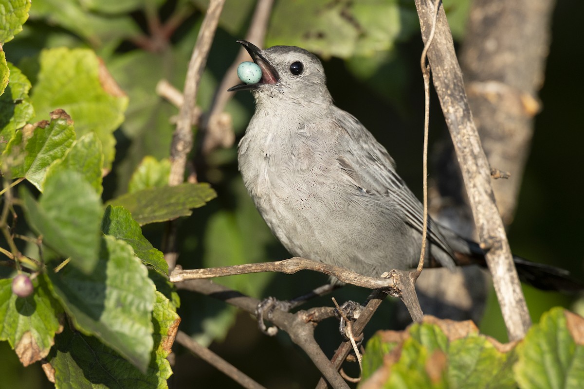 drozdec černohlavý - ML646461606