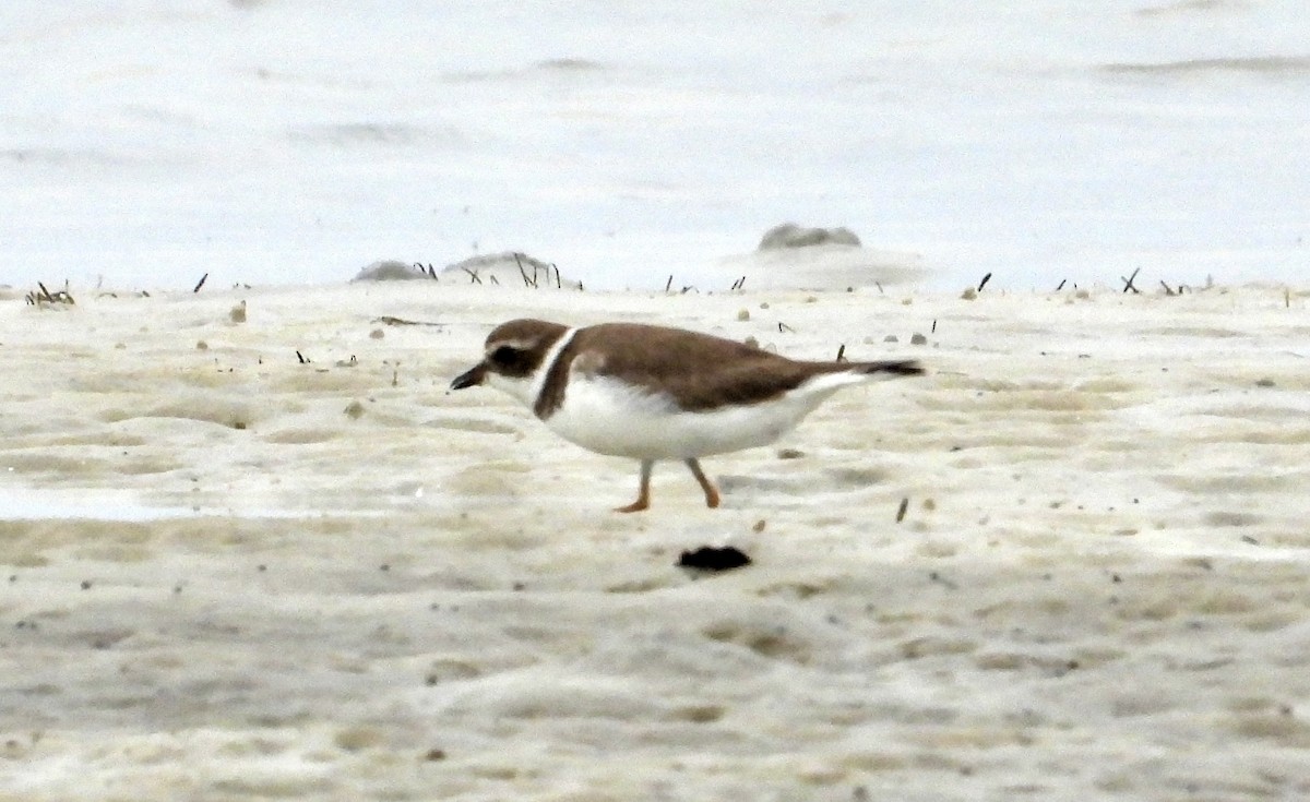 Semipalmated Plover - ML646461607