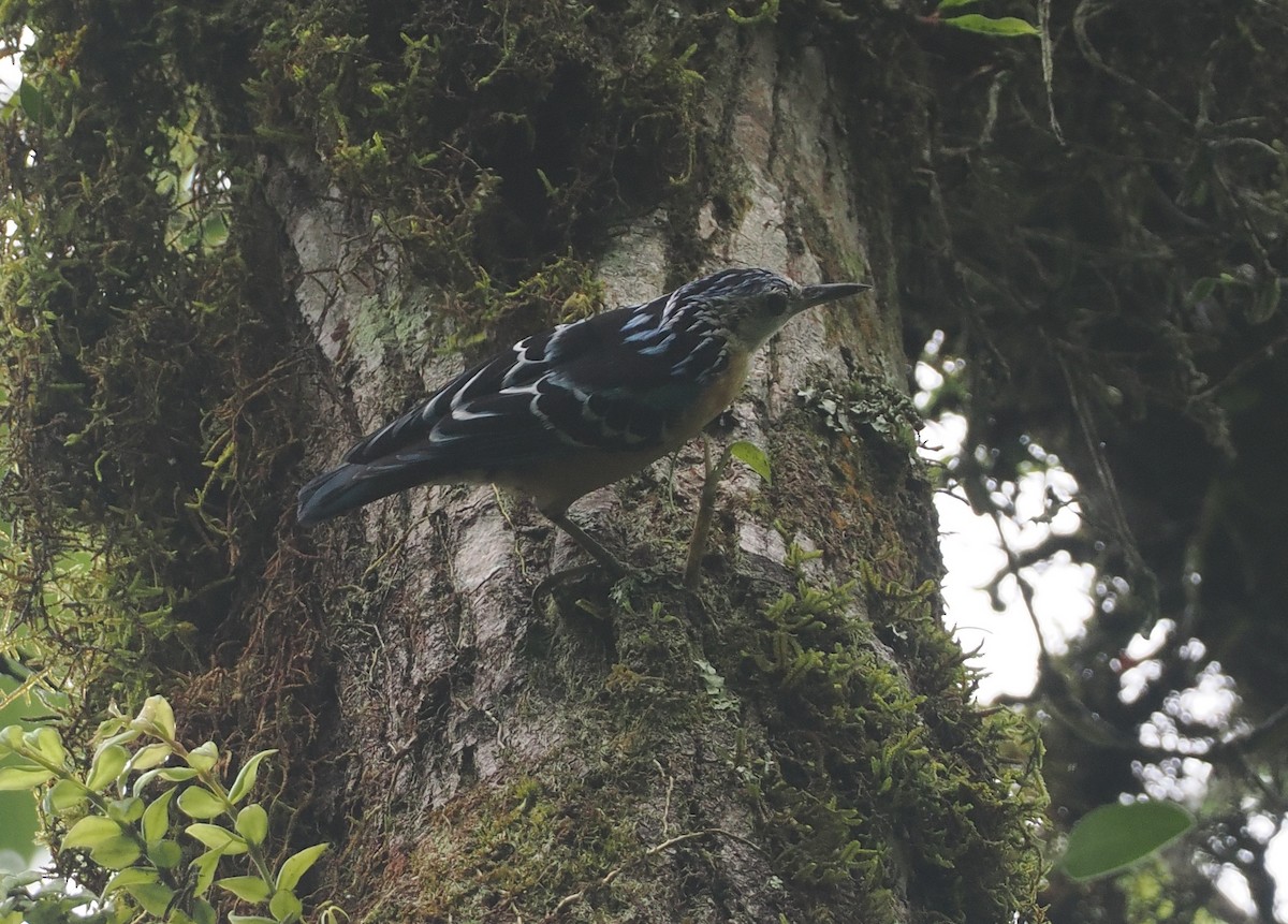 Beautiful Nuthatch - ML646461608
