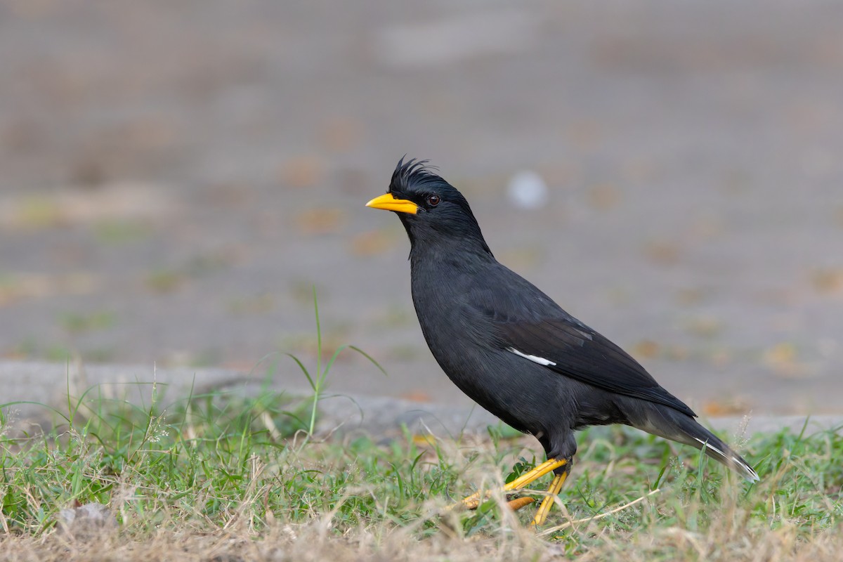 Great Myna - ML646461609