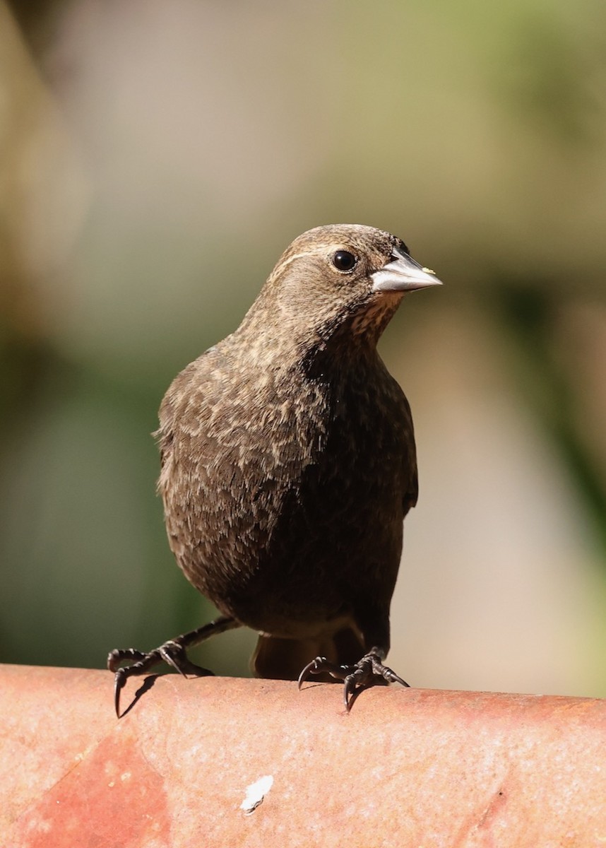 Red-winged Blackbird - ML646461614