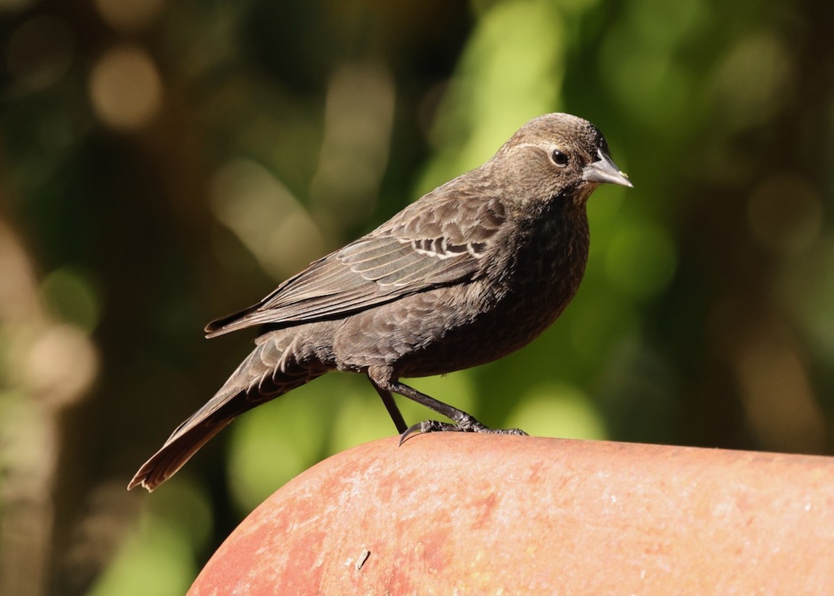 Red-winged Blackbird - ML646461615