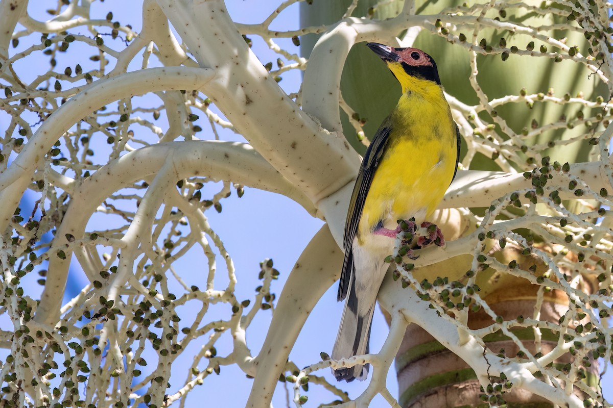 Australasian Figbird - ML646461616