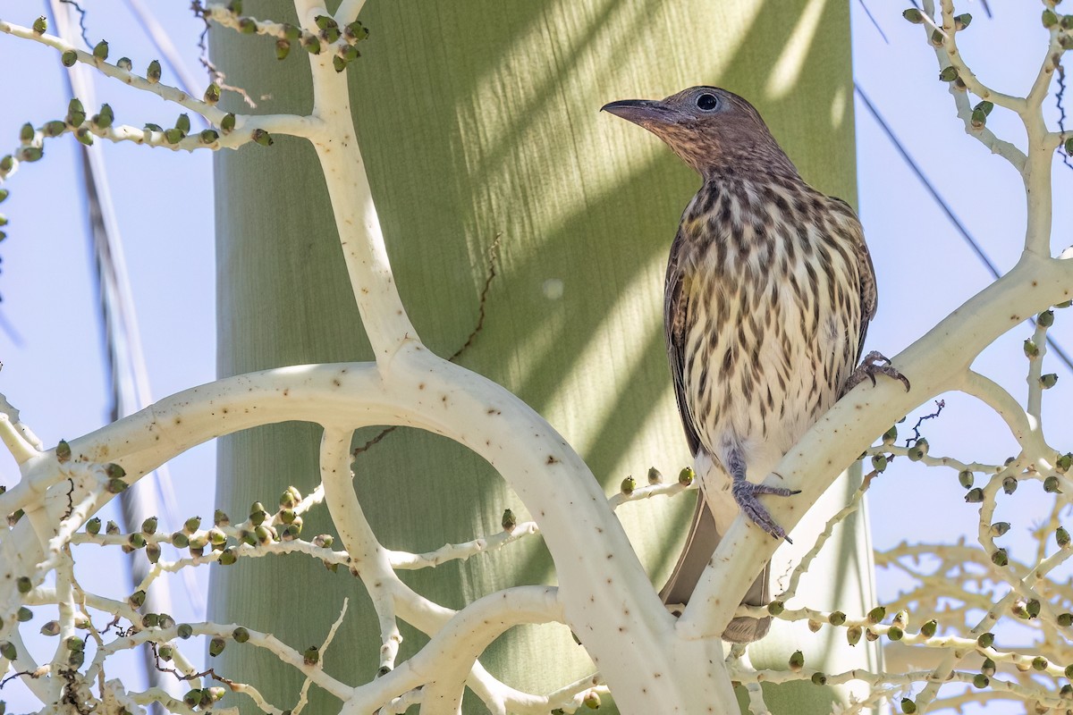 Australasian Figbird - ML646461619