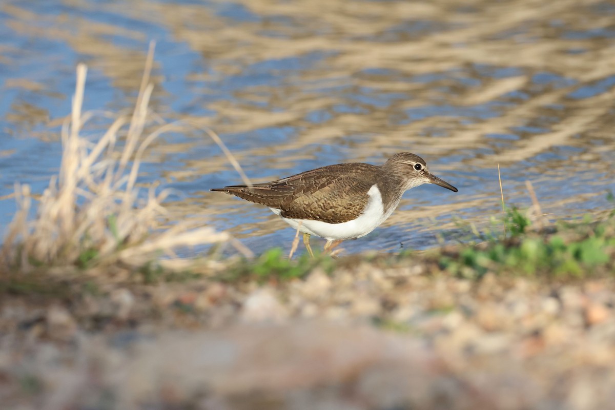 Common Sandpiper - ML646461620