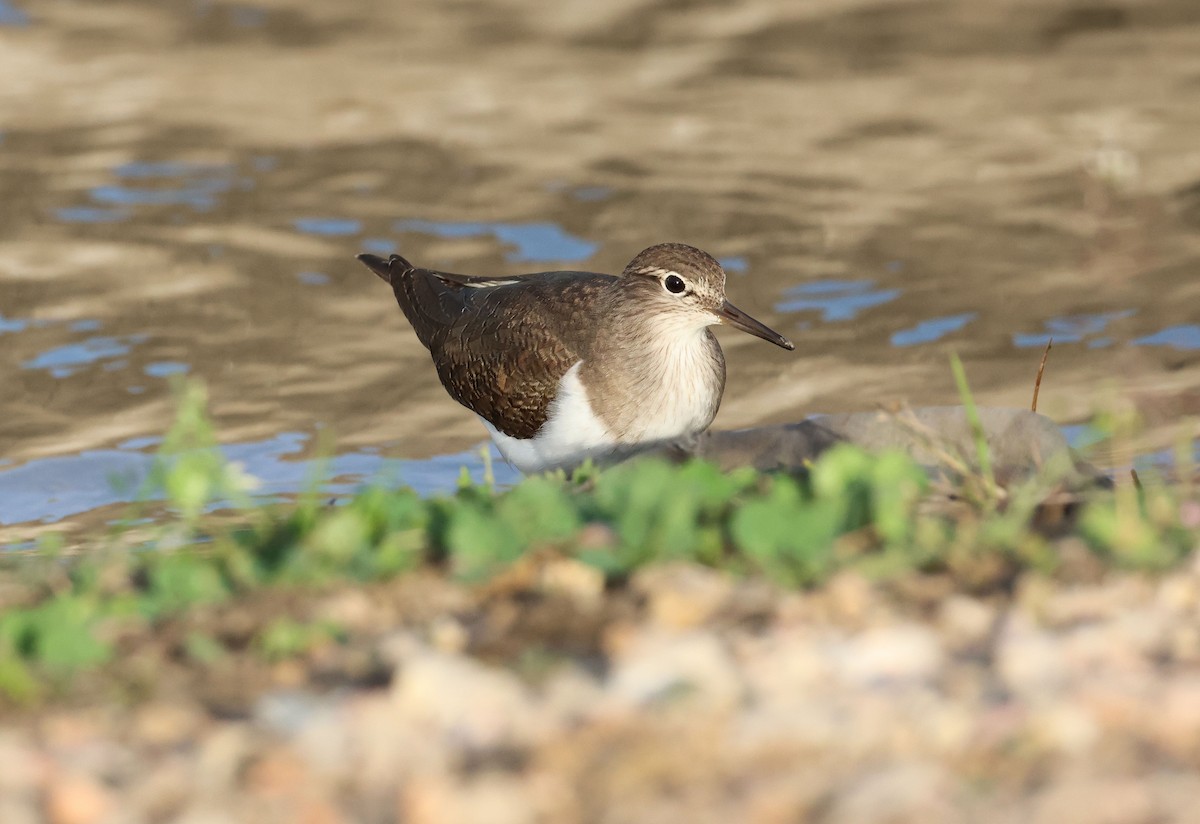 Common Sandpiper - ML646461621