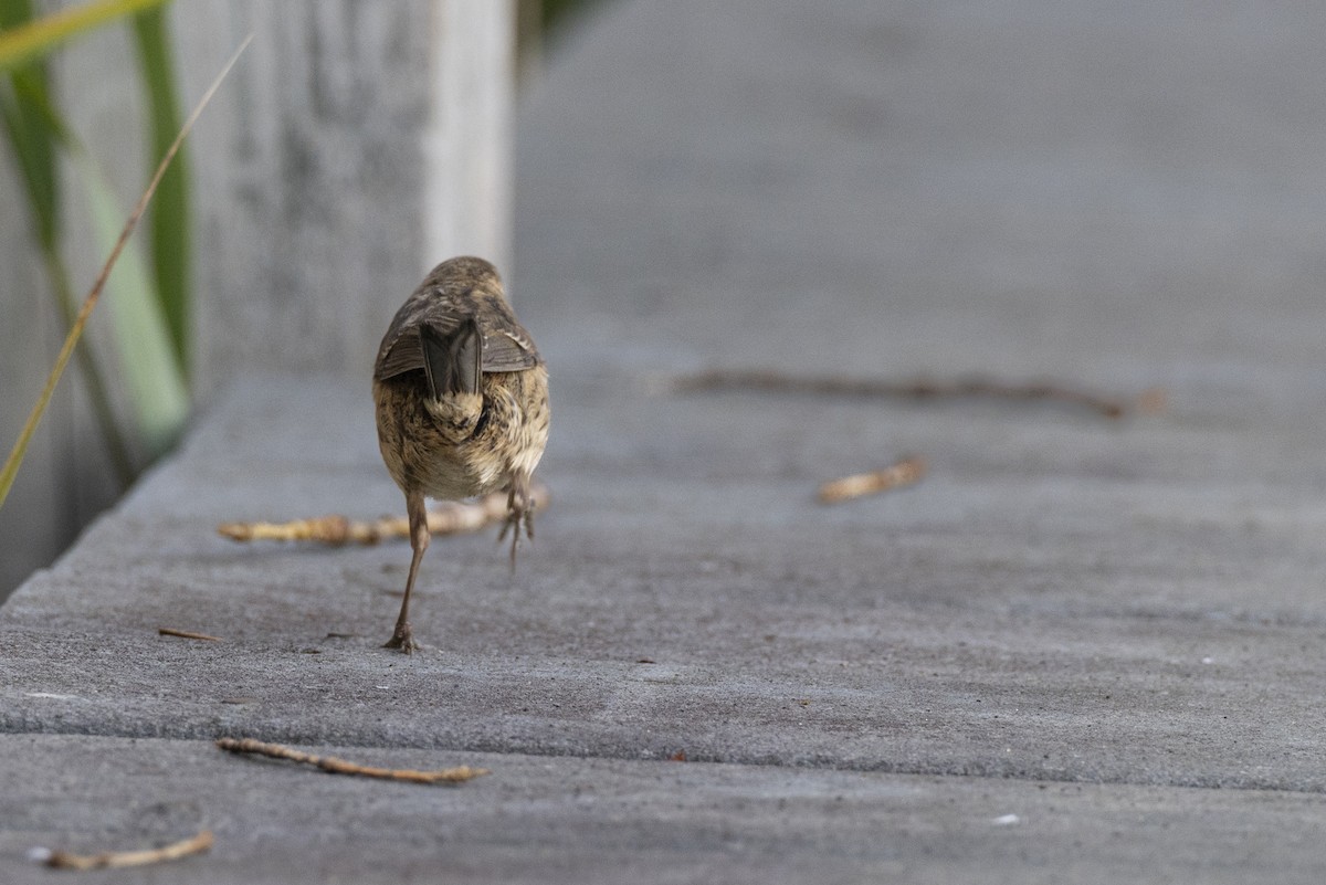 Seaside Sparrow - ML646461622