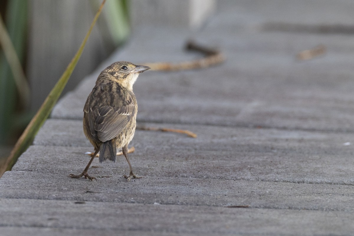 Seaside Sparrow - ML646461624