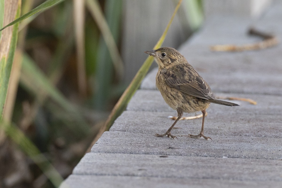 Seaside Sparrow - ML646461625