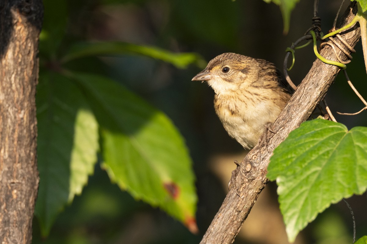 Seaside Sparrow - ML646461626