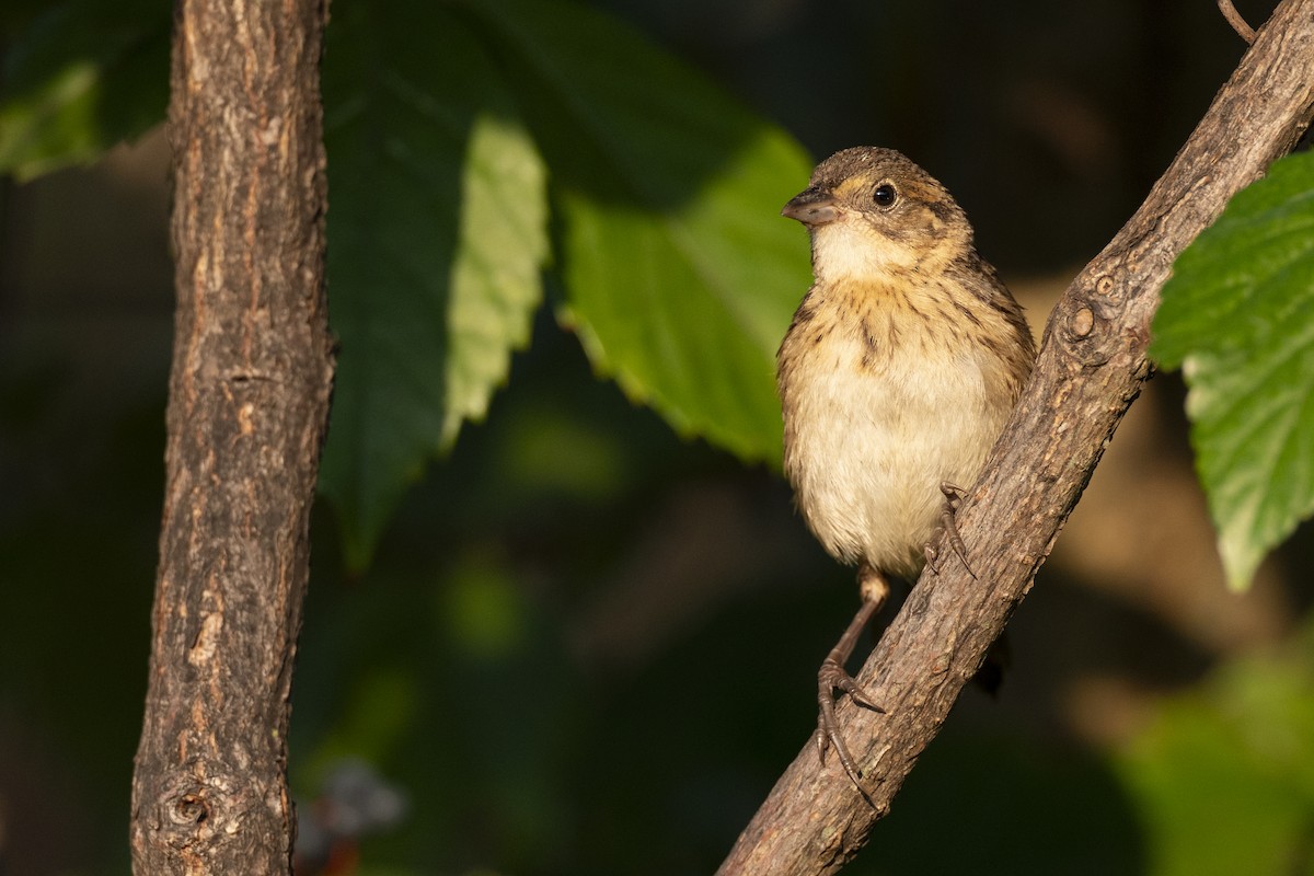 Seaside Sparrow - ML646461627